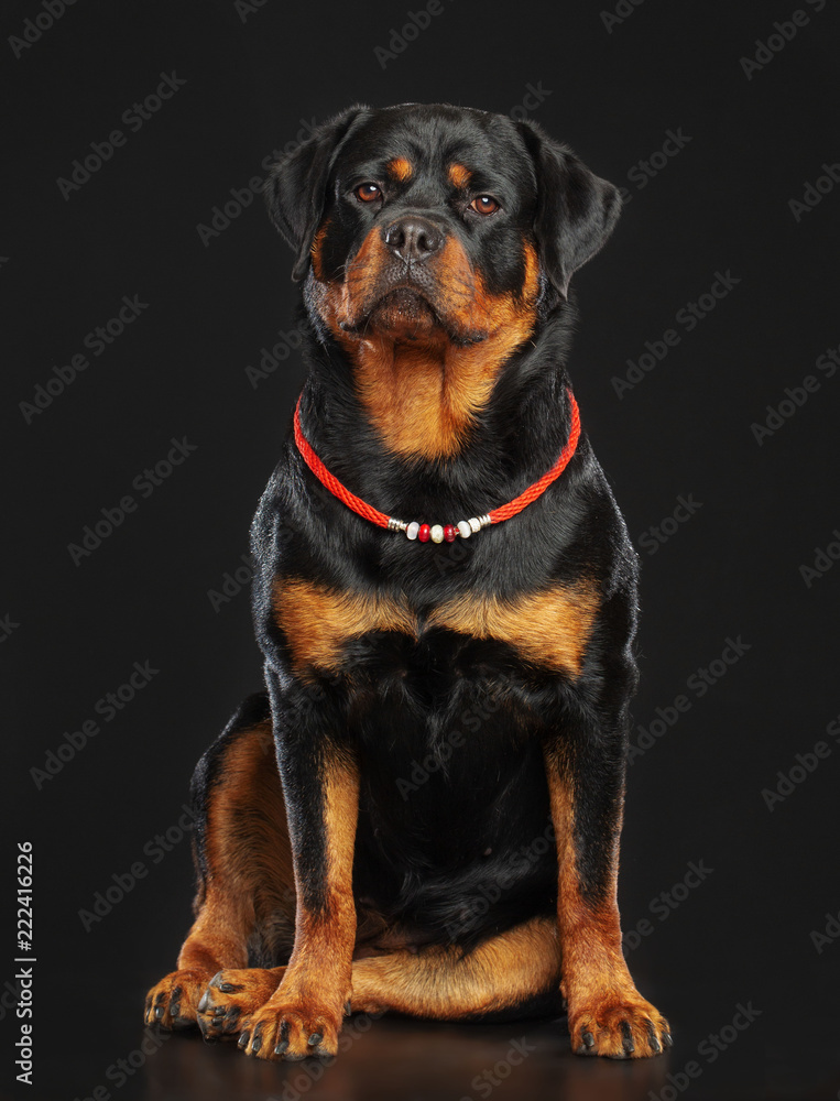 Rottweiler Dog Isolated on Black Background in studio Rottweiler Dog Isolated on Black Background in studio
