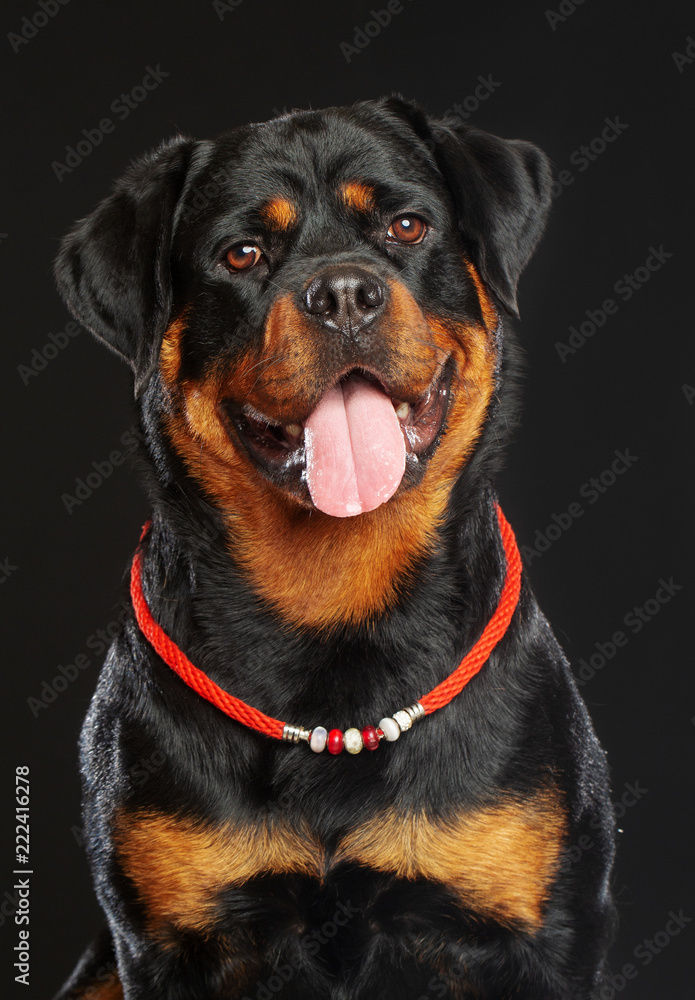 Rottweiler Dog Isolated on Black Background in studio Rottweiler Dog Isolated on Black Background in studio