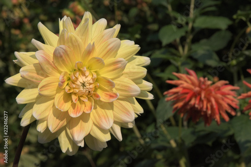 Fototapeta Naklejka Na Ścianę i Meble -  Dahlie