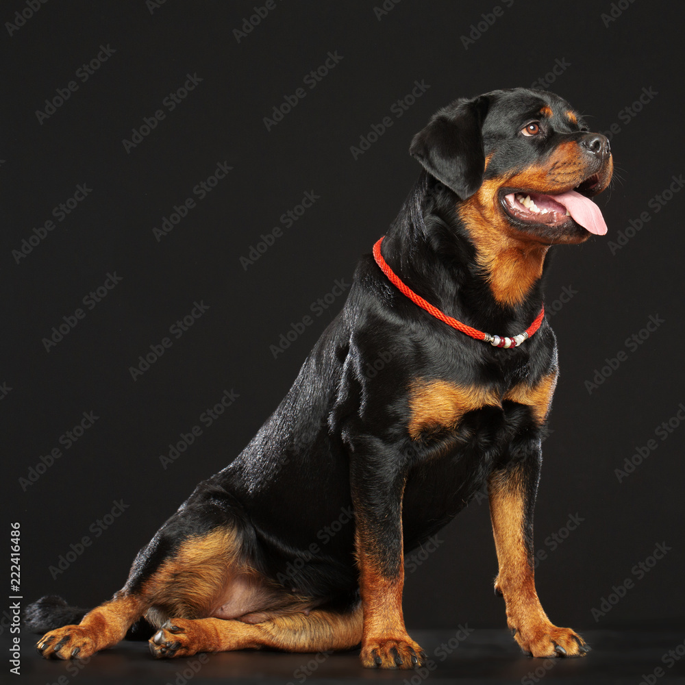 Rottweiler Dog Isolated on Black Background in studio Rottweiler Dog Isolated on Black Background in studio