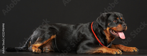 Obraz na plátně Rottweiler Dog  Isolated  on Black Background in studio