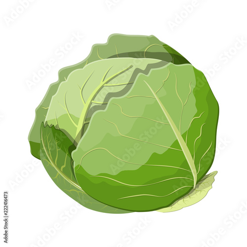 Fresh cabbage with green leaves