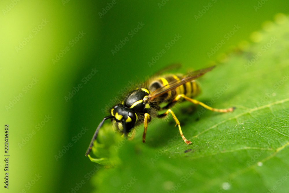 Wasp on a leaf close up Wasp on a leaf close up