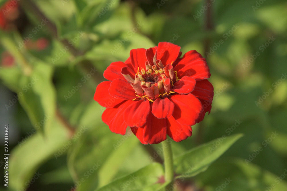 Blume - Offen Blume - Offen