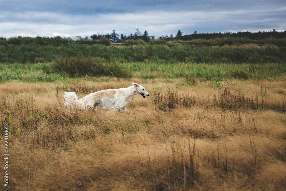 Portrait of happy and free beige dog breed russian borzoi running in the field at sunset Portrait of happy and free beige dog breed russian borzoi running in the field at sunset