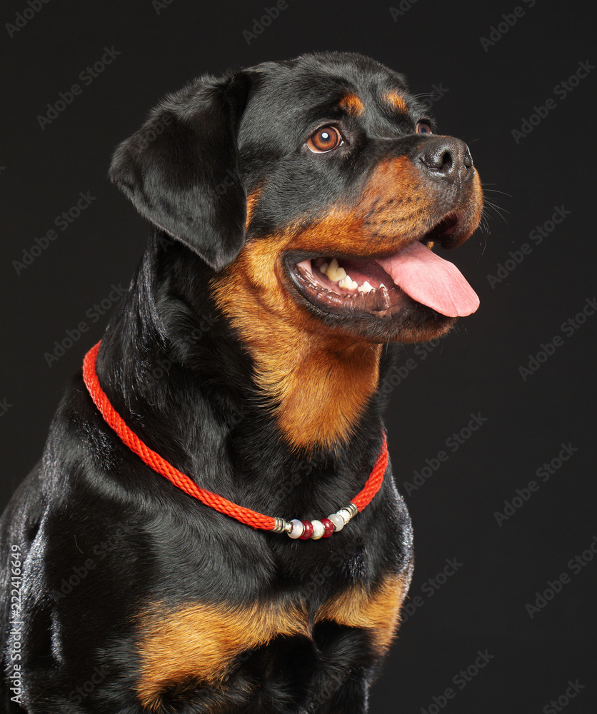 Rottweiler Dog Isolated on Black Background in studio Rottweiler Dog Isolated on Black Background in studio