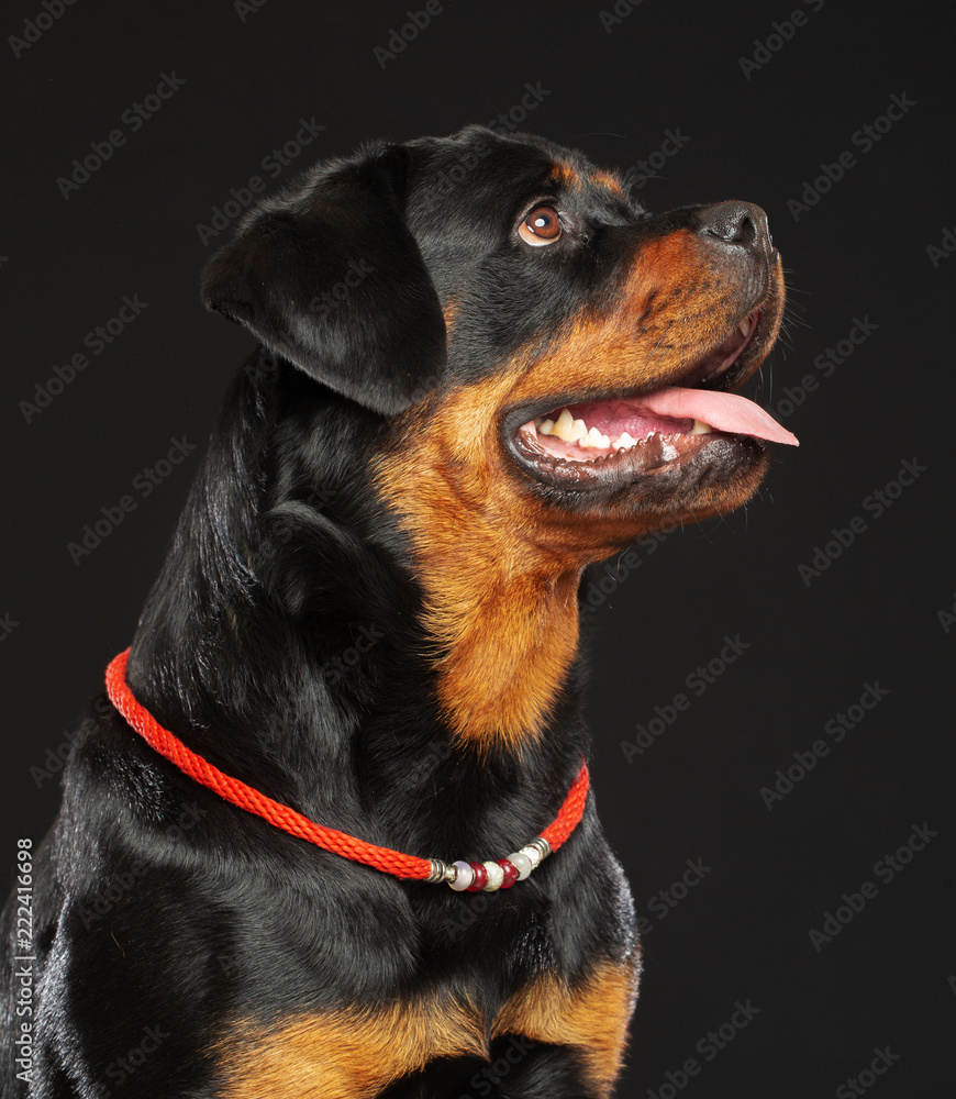 Rottweiler Dog Isolated on Black Background in studio Rottweiler Dog Isolated on Black Background in studio