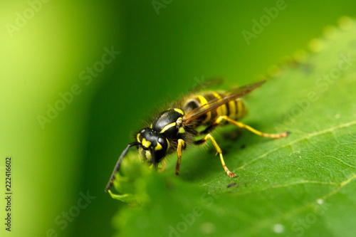 Wasp on a leaf close up