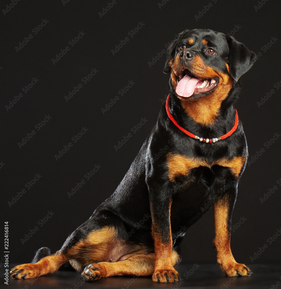 Fototapeta premium Rottweiler Dog Isolated on Black Background in studio