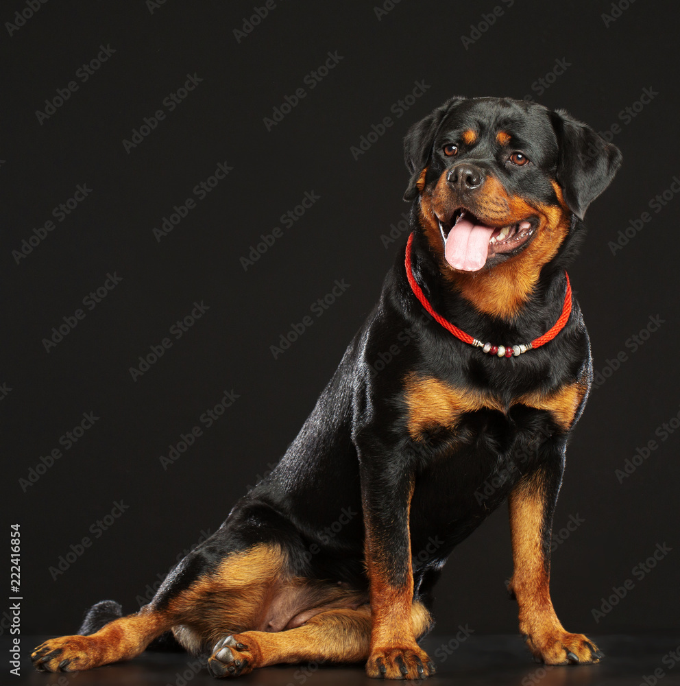 Rottweiler Dog Isolated on Black Background in studio Rottweiler Dog Isolated on Black Background in studio