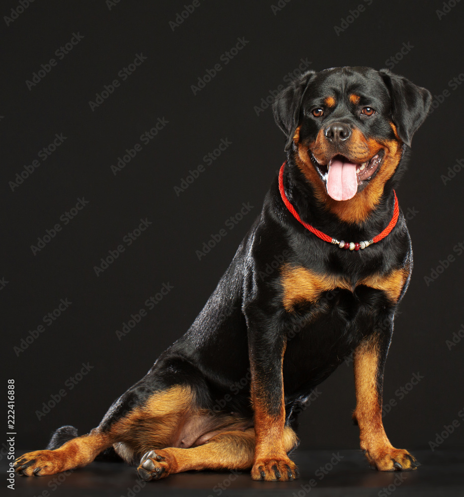 Rottweiler Dog Isolated on Black Background in studio Rottweiler Dog Isolated on Black Background in studio