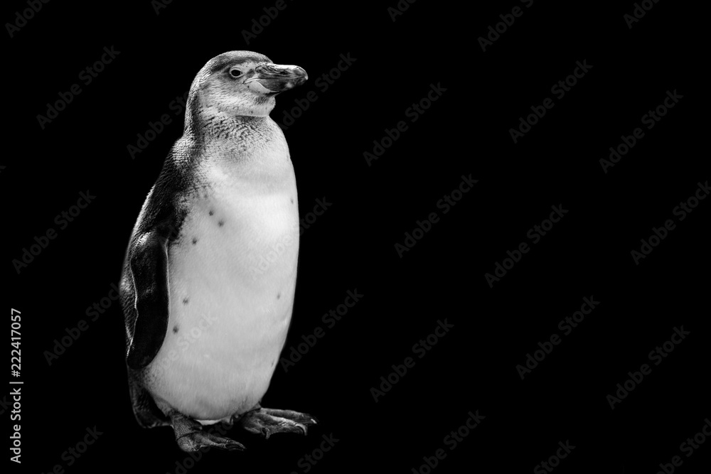 Fototapeta premium pingwin na białym tle na czarnym tle