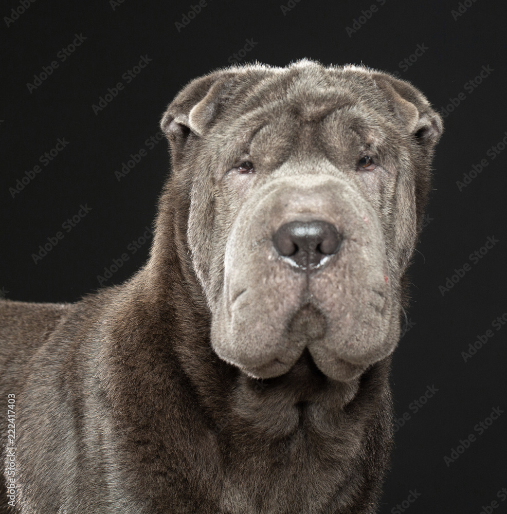 Shar pei dog Dog  Isolated  on Black Background in studio