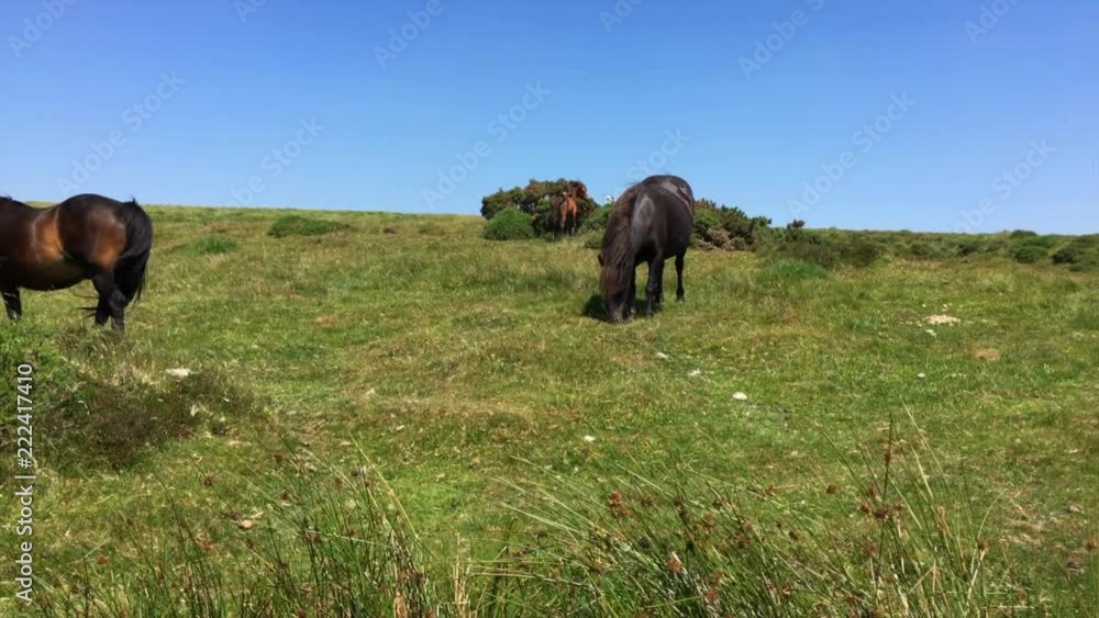 Tilt up at Dartmoor National Park with ponies grazing grass, UK Tilt up at Dartmoor National Park with ponies grazing grass, UK