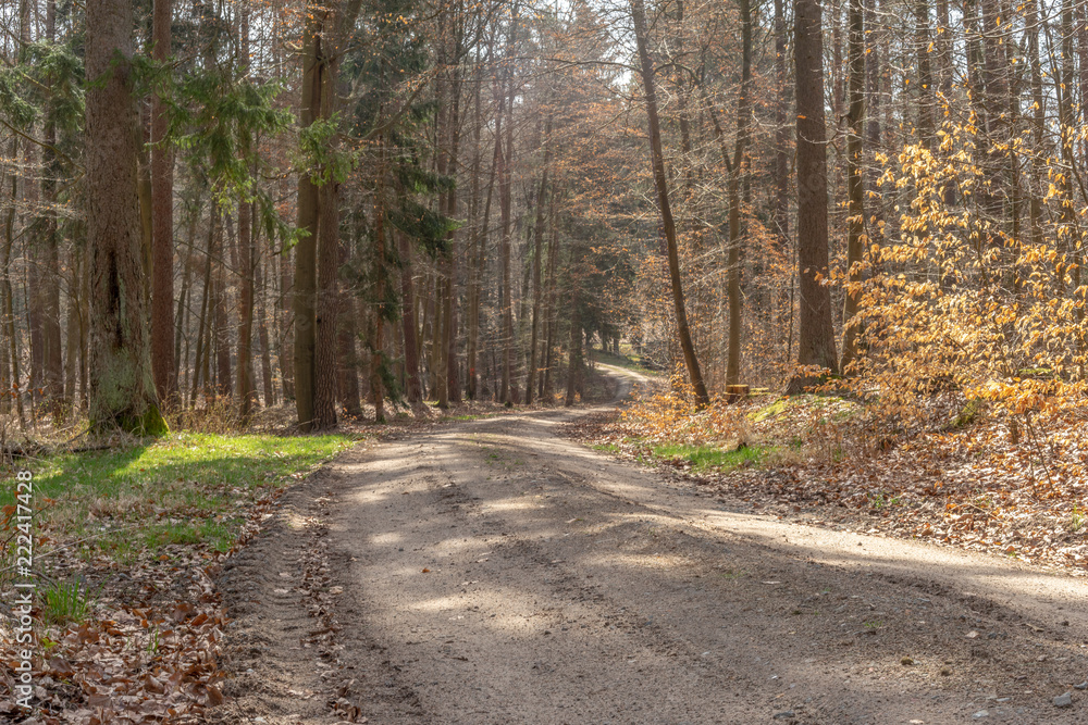 Waldweg bergab Waldweg bergab