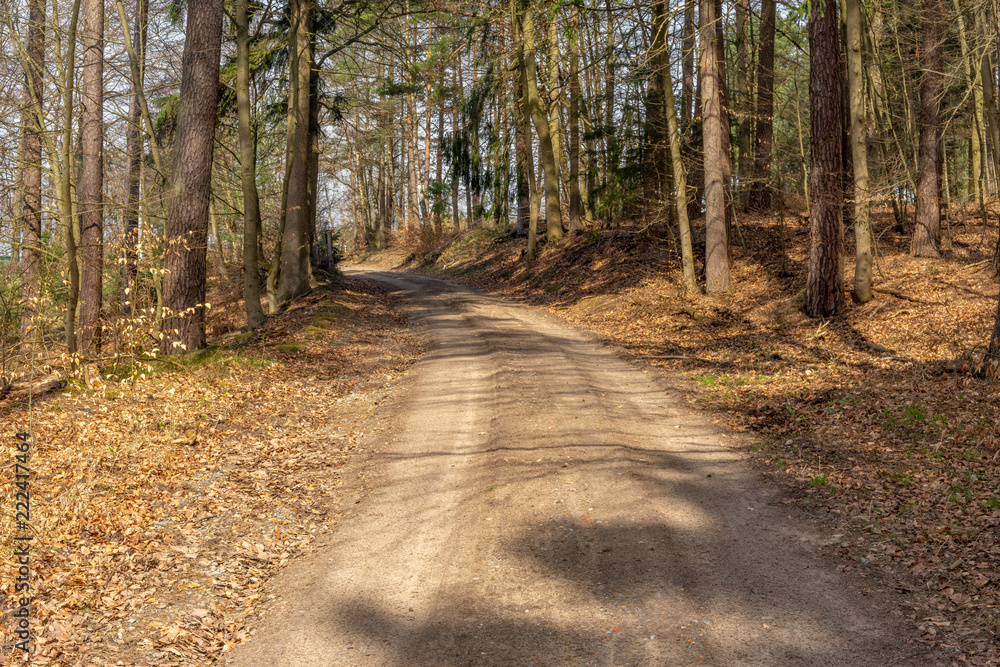 Fototapeta premium waldweg