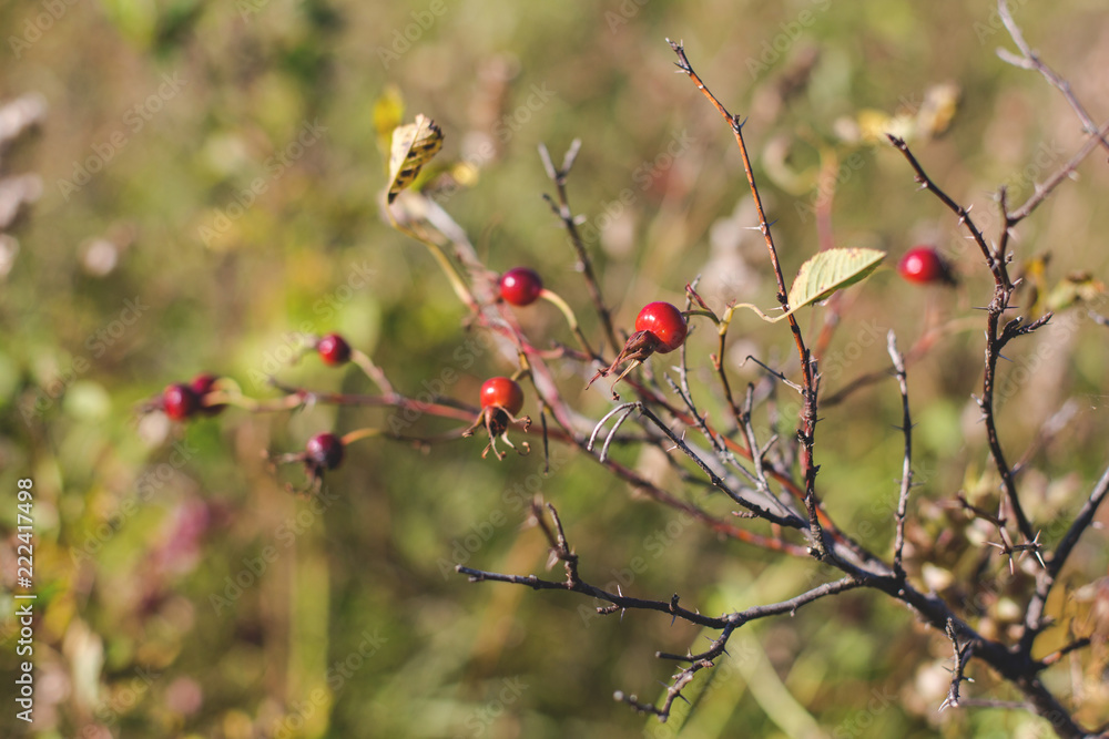 Close-up of dog-rose berries in fall. Dog rose fruits or Rosa canina. Wild rosehips in nature background at sunset