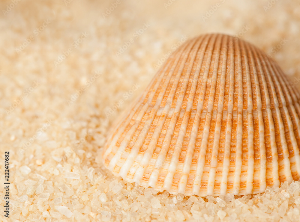 seashell on the sand on a blurred background, close-up seashell on the sand on a blurred background, close-up