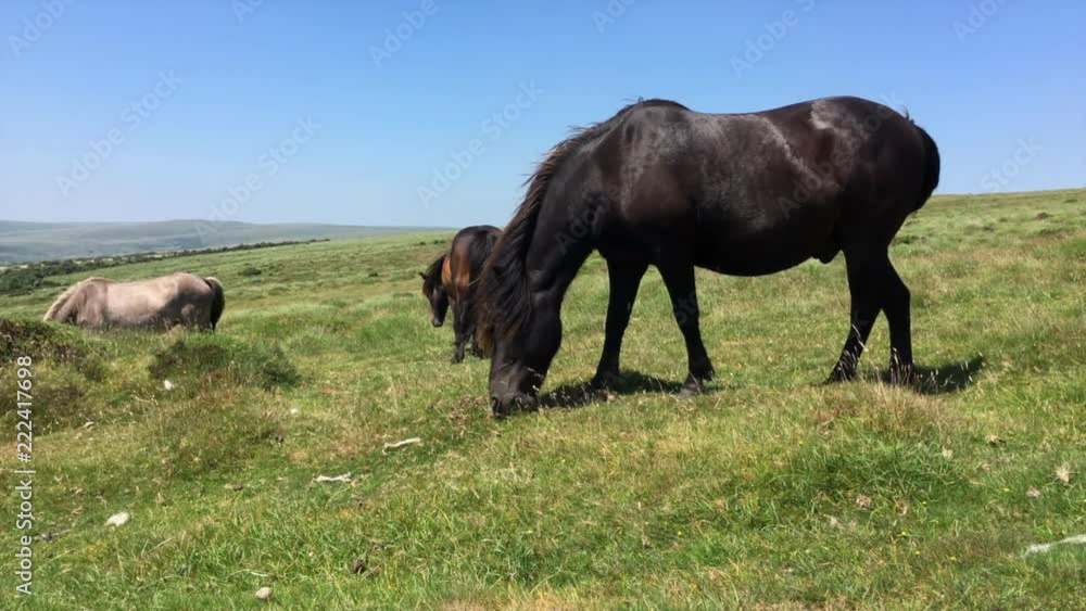 Ponies grazing grass at Dartmoor National Park, United Kingdom Ponies grazing grass at Dartmoor National Park, United Kingdom