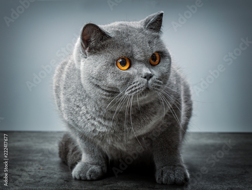 фотографія grey british shorthair cat