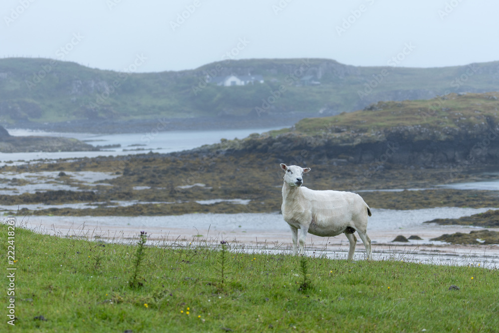 Obraz premium A single sheep on the Isle of Muck, a small island in the Inner Hebrides of Scotland