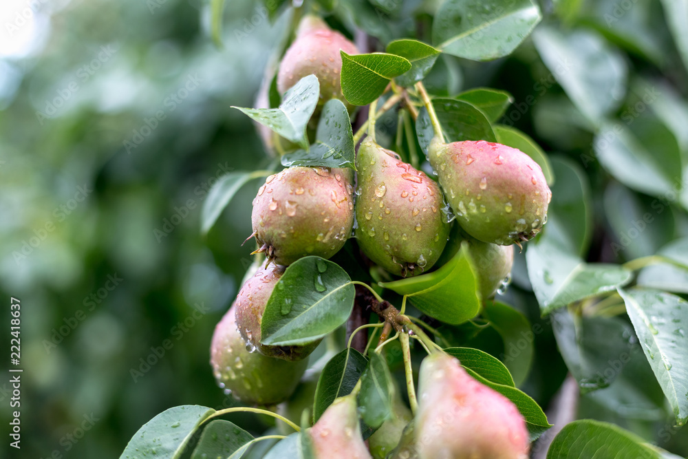 A green pear on a tree after a rain in droplets of dew. A green pear on a tree after a rain in droplets of dew.