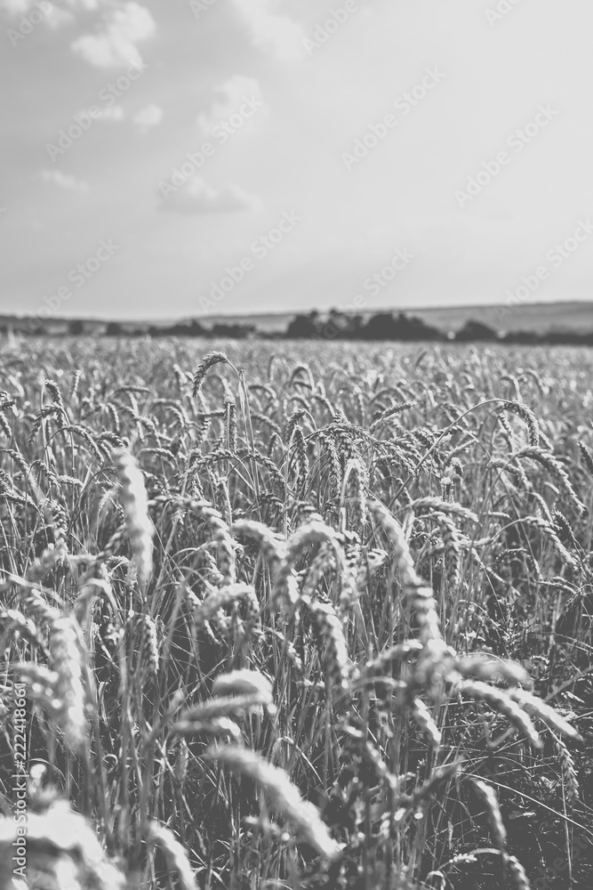 Obraz premium Wheat on the field. Monochrome photo.