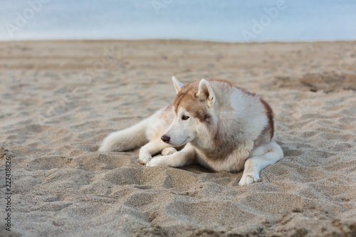 Portrait of attentive siberian husky dog lying on sea front at sunset