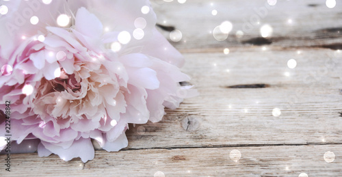 Frühling - Pfingstrose mit ...