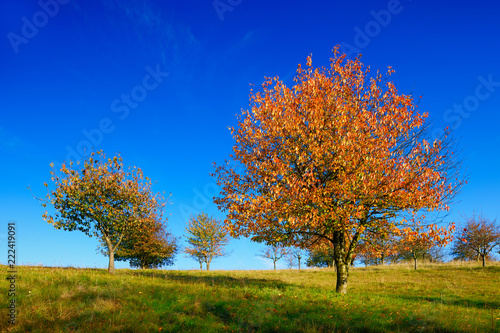 Orchard with Cherry Trees in full autumn foliage
