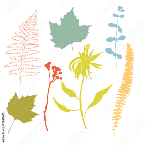 Botanical illustration with herbs, plants, flowers and leaves. Isolated vecto...