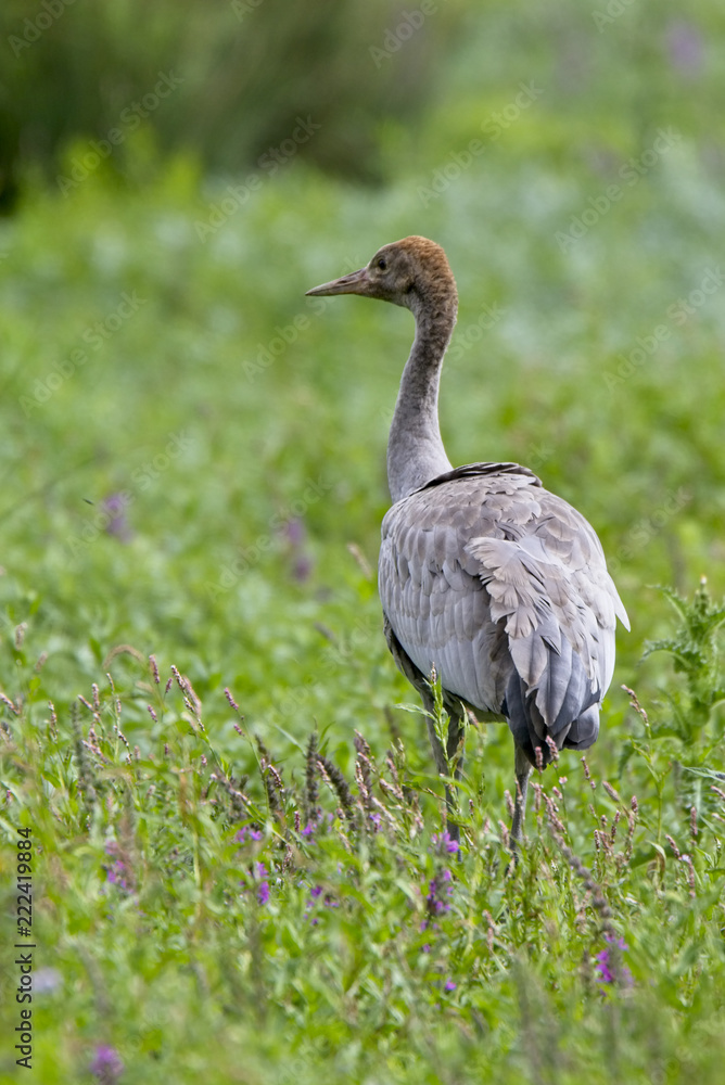 Fototapeta premium Common Crane, (Grus grus), an adult, Gloucestershire, UK.
