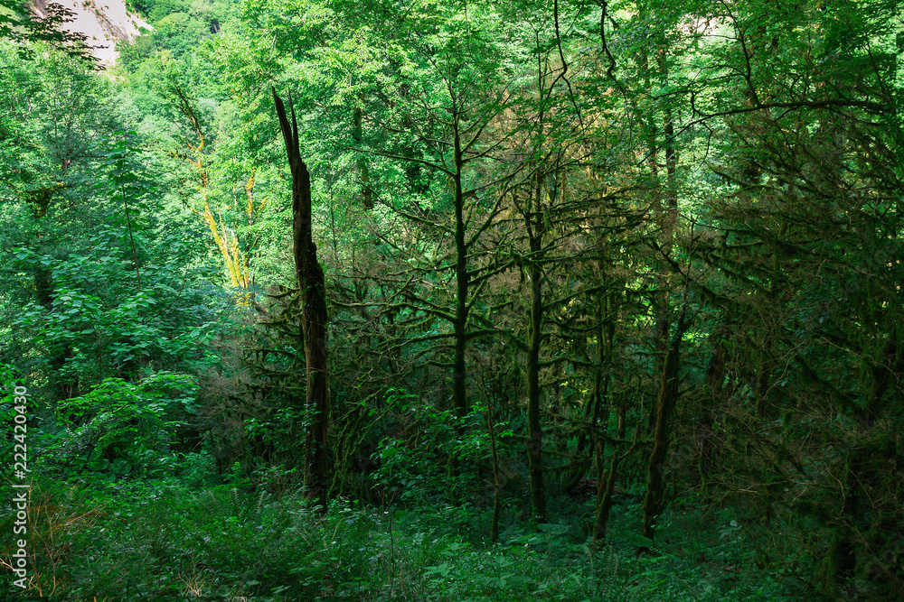 Fototapeta premium Abkhazia