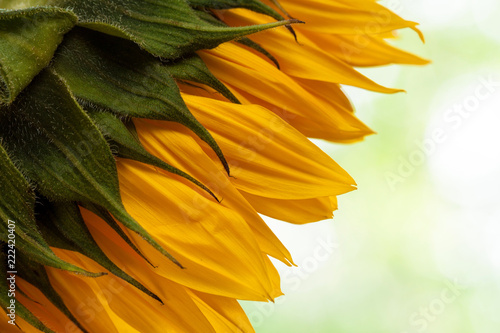 Fototapeta Naklejka Na Ścianę i Meble -  Natural sunflower background.