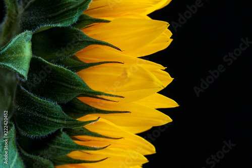Fototapeta Naklejka Na Ścianę i Meble -  Natural sunflower background.