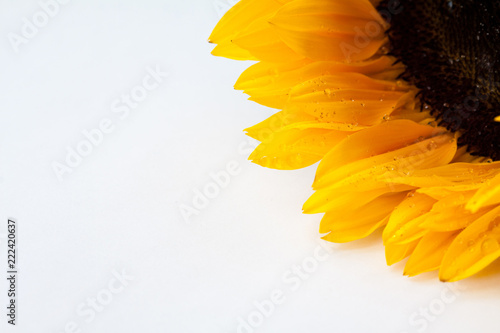 Fototapeta Naklejka Na Ścianę i Meble -  Natural sunflower background.