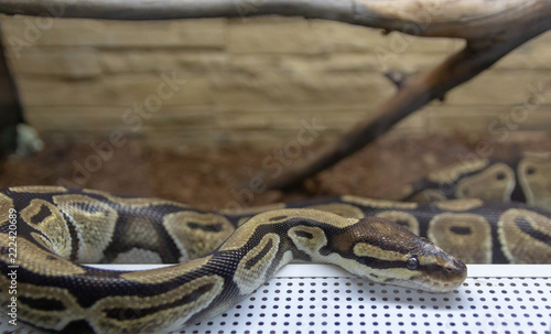 The royal python is brown in the terrarium. exotic pet