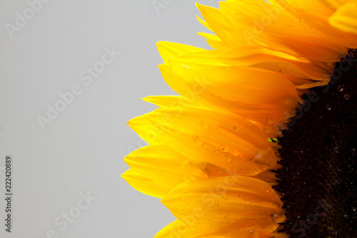 Fototapeta Naklejka Na Ścianę i Meble -  Natural sunflower background.