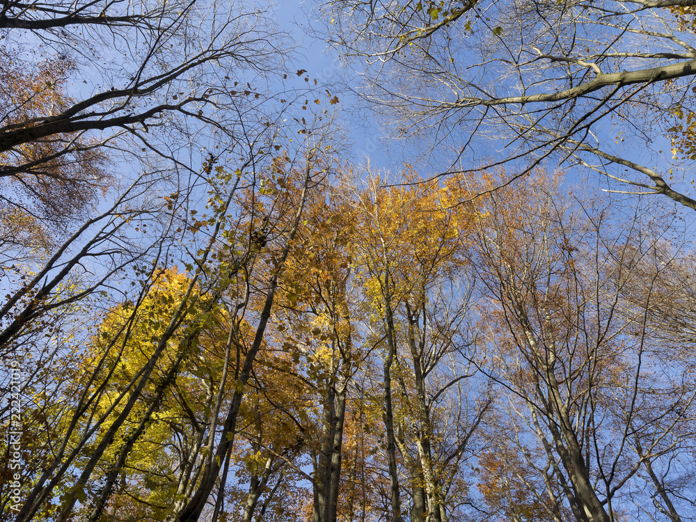 Fagus sylvatica. Futaies cathédrales de Hêtres communs de Forêt-Noire en Allemagne au couleurs d'automne