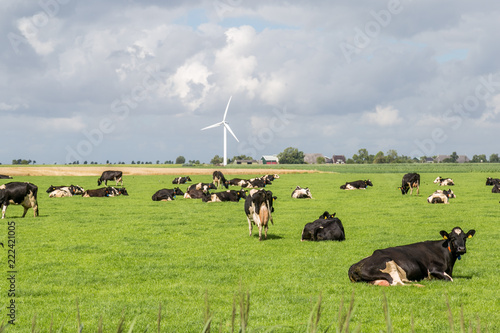 Billede på lærred Flock of cow resting on a meadow, Pieterburen, Holland