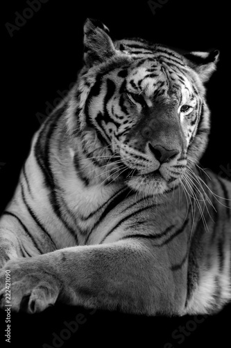 tiger head  isolated on black background