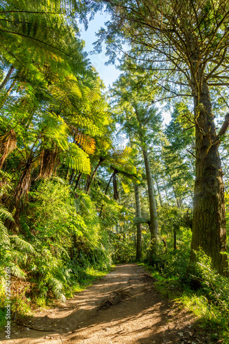 Beautiful walking track - Blue Lake  - Rotorua 