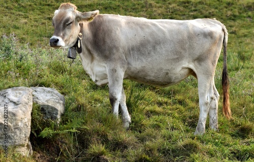 vache alpine