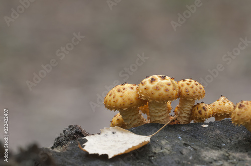 Pholiota aurivella mushroom photo