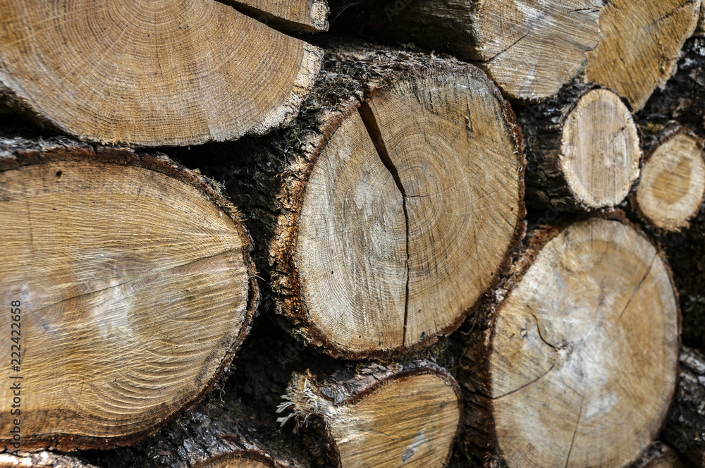 Original texture of chopped and stacked pile of natural oak wood for background. Creative abstract macro in yellow, gray, brown colors. Nature concept for design Original texture of chopped and stacked pile of natural oak wood for background. Creative abstract macro in yellow, gray, brown colors. Nature concept for design