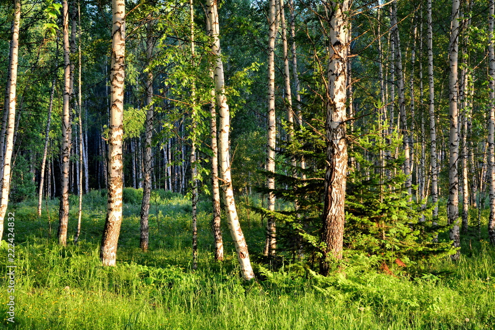 Fototapeta premium forest
