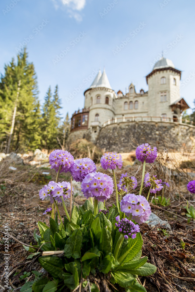 Violet flowers an Savoia Castle in Gressoney