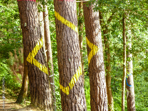 Fotografie Painted forest in Oma, Basque Country, yelow square. Ibarrola