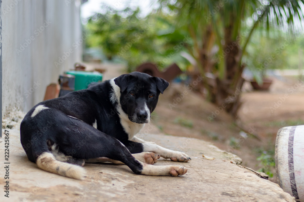 Homeless dog in asia Homeless dog in asia