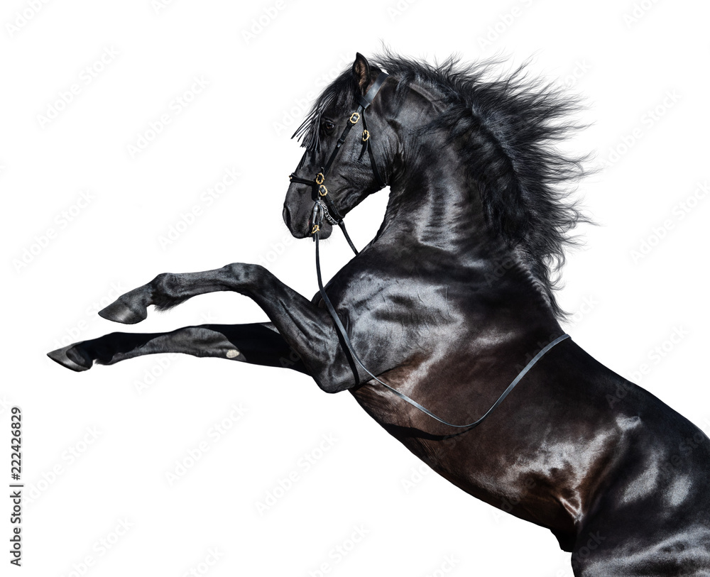 Obraz premium Czarny koń andaluzyjski. Na białym tle.